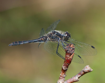 Fogeldammen Halland