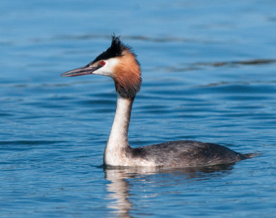 Great-creasted Grebe (Skggdopping )