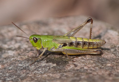 Chorthippus parallelus ( Kortvingad ngsgrshoppa )