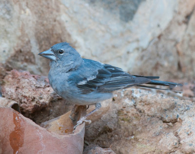 Blue chaffinch Las Lajas