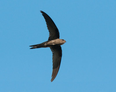 Plain swift