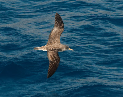 Corys Shearwater