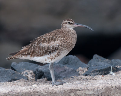 Eurasean curlew