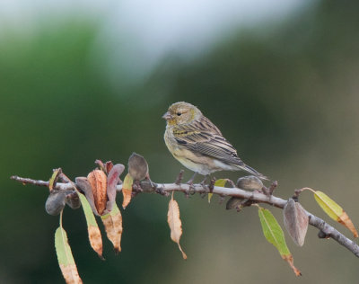 Atlantic canary