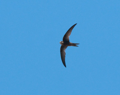 Plain swift