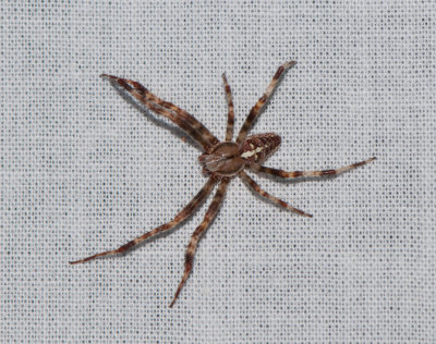 _20130818_Araneus diadematus
