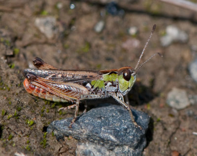 Myrmeleotettix maculatus ( Mindre klubbgrshoppa )