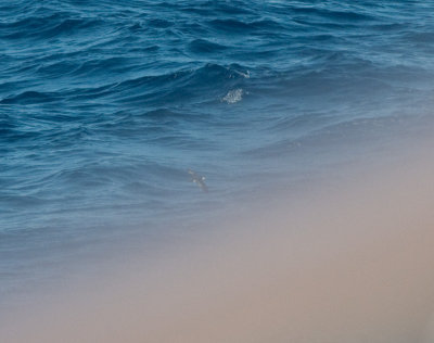 Macaronesian Shearwater from the boat ( just before dassapearing )
