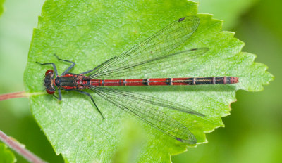 Pyrrhosoma nymphula ( Rd flickslnda )