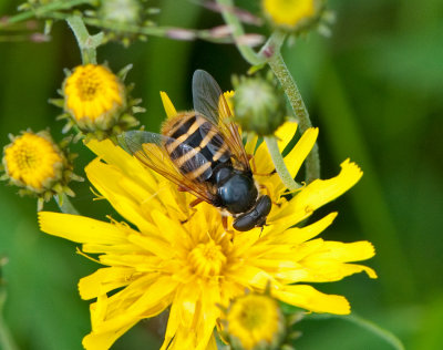 Ljungtorvblomfluga