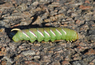 Sphinx ligustri ( Ligustersvrmare )