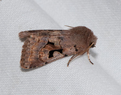 Orthosia gothica ( Allmnt slgfly )