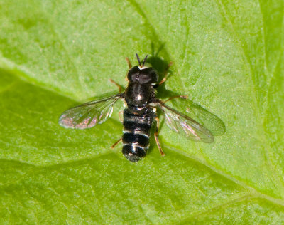 Paragus pecchiolii ( Silverpudrad stppblomfluga )