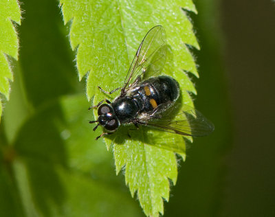 Pipiza noctiluca ( Stjrngallblomfluga )