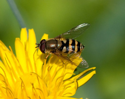 Syrphus ribesii ( Gul solblomfluga )