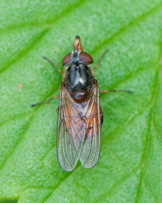 Rhingia campestris ( ngsnbbfluga )