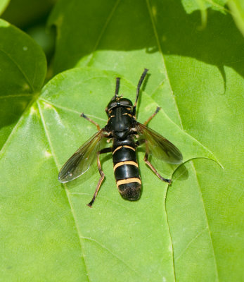 Temnostoma bombylans ( ngstigerfluga )