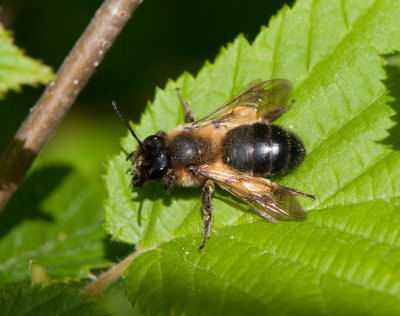 Andrena carantonica ( Hagtornssadbi )