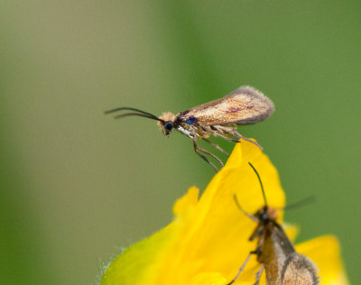 Micropterix calthella ( Krrkkmal )