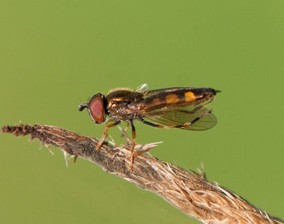 Platycheirus clypeatus ( ngsfotblomfluga )