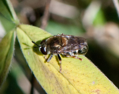 Microdon mutabilis ( Slavmyreblomfluga )