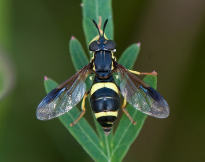 Chrysotoxum bicinctum ( Tvbandad getingfluga )