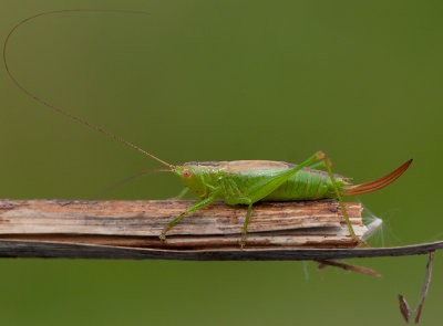 Conocephalus dorsalis ( Svvrtbitare )