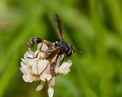 Conops quadrifasciatus