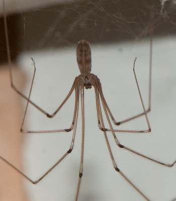 pholcus phalangioides ( Strre dallerspindel )