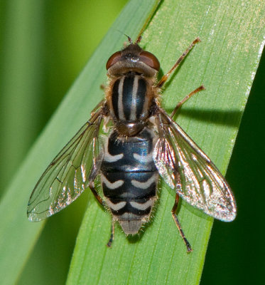 Anasimyia interpuncta ( Tidig dammblomfluga )