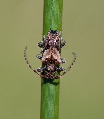 Pogonocherus hispidus ( Svarthrig kvistbock )