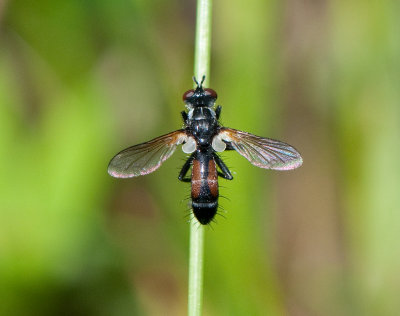 Cylindromyia interrupta