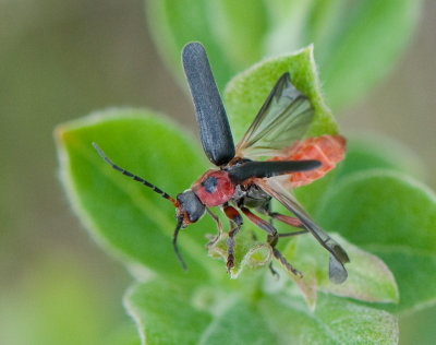 Cantharis rustica