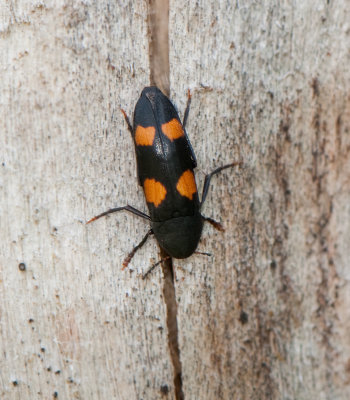 Dircaea australis ( Orangeflckig brunbagge )