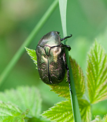 Protaetia metallica ( Olivgrn guldbagge )