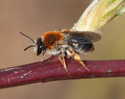 Andrena haemorrhoa ( Trdgrdssandbi )