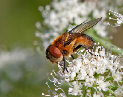 Phasia hemiptera