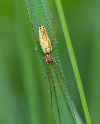 Tetragnathidae ( Strckkkspindlar )
