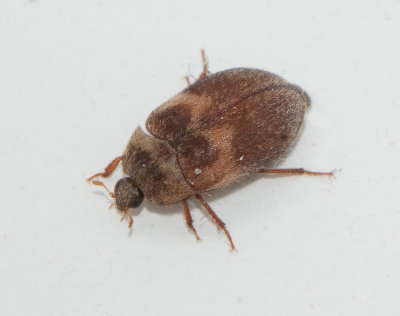  Attagenus woodroffei ( Vgbandad plsnger )