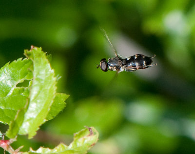 Syritta pipiens ( Kompostblomfluga )