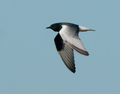 White-Winged Black Tern ( Vitvingad trna )