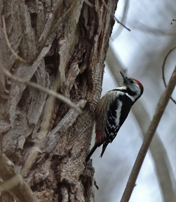 Middle-spotted woodpecker ( Mellanspett )