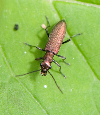 Oedemeridae ( Blombaggar )