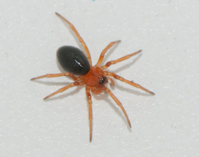 Erigoninae ( Dvrgspindlar )