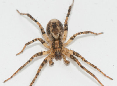 Anyphaenidae ( Spkspindlar )
