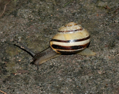 Gastropoda ( Snäckor )