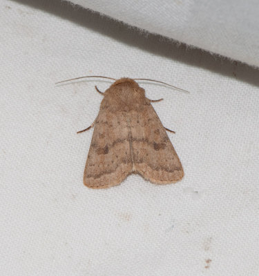 Hoplodrina octogenaria ( Gulbrunt lvfly )