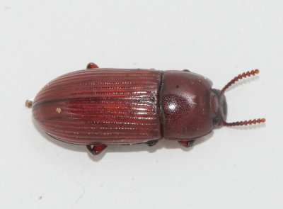 Tenebrionidae ( Svartbaggar )