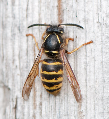 Dolichovespula saxonica ( Takgeting )