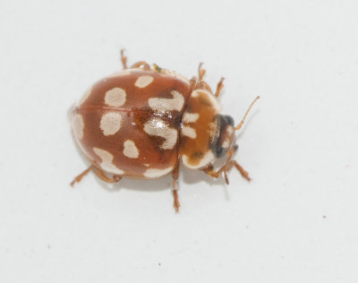 Myrrha octodecimguttata ( Artonflckig nyckelpiga )
